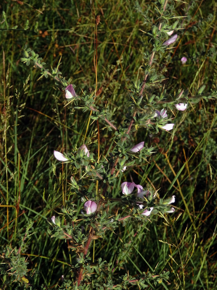 Jehlice trnitá (Ononis spinosa L.)