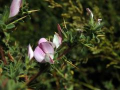 Jehlice trnitá (Ononis spinosa L.)