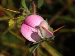 Jehlice trnitá (Ononis spinosa L.)