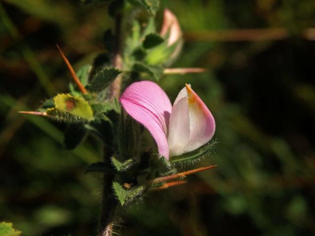 Jehlice trnitá (Ononis spinosa L.)