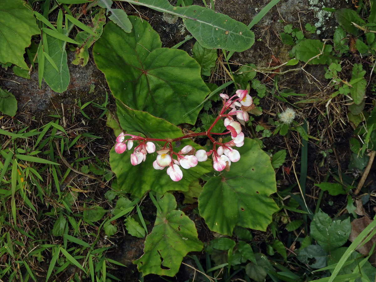 2_Kysalovité: Begónie (Begonia)