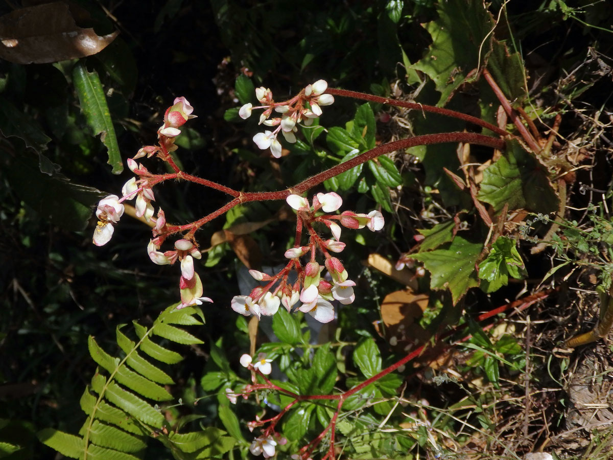 2_Kysalovité: Begónie (Begonia)