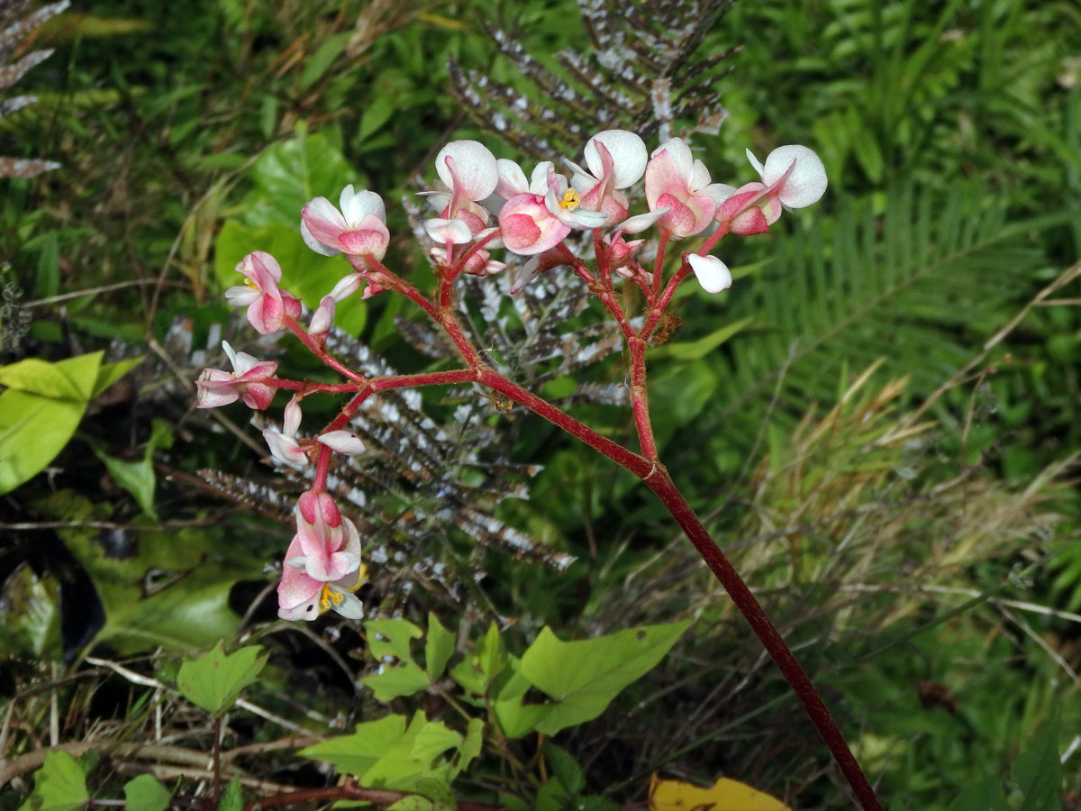 2_Kysalovité: Begónie (Begonia)