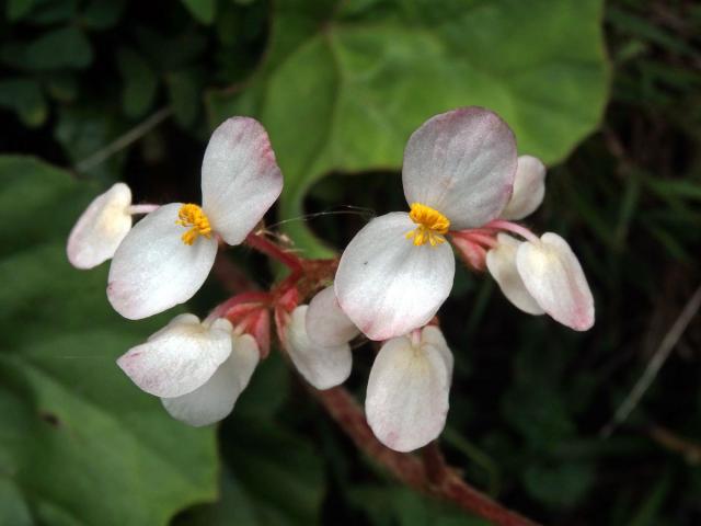 2_Kysalovité: Begónie (Begonia)