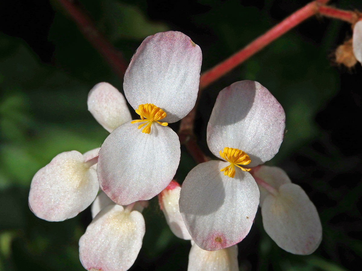 2_Kysalovité: Begónie (Begonia)