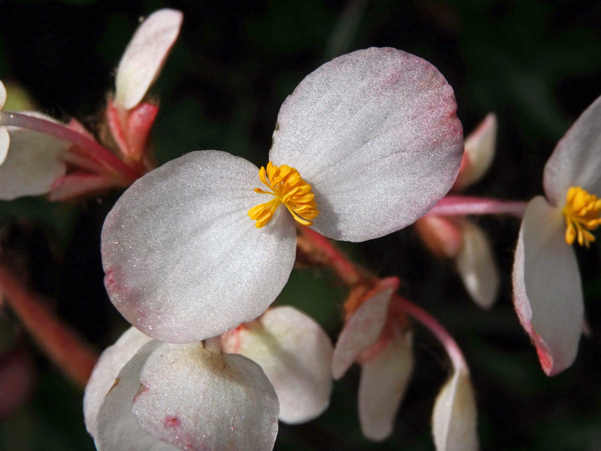 2_Kysalovité: Begónie (Begonia)