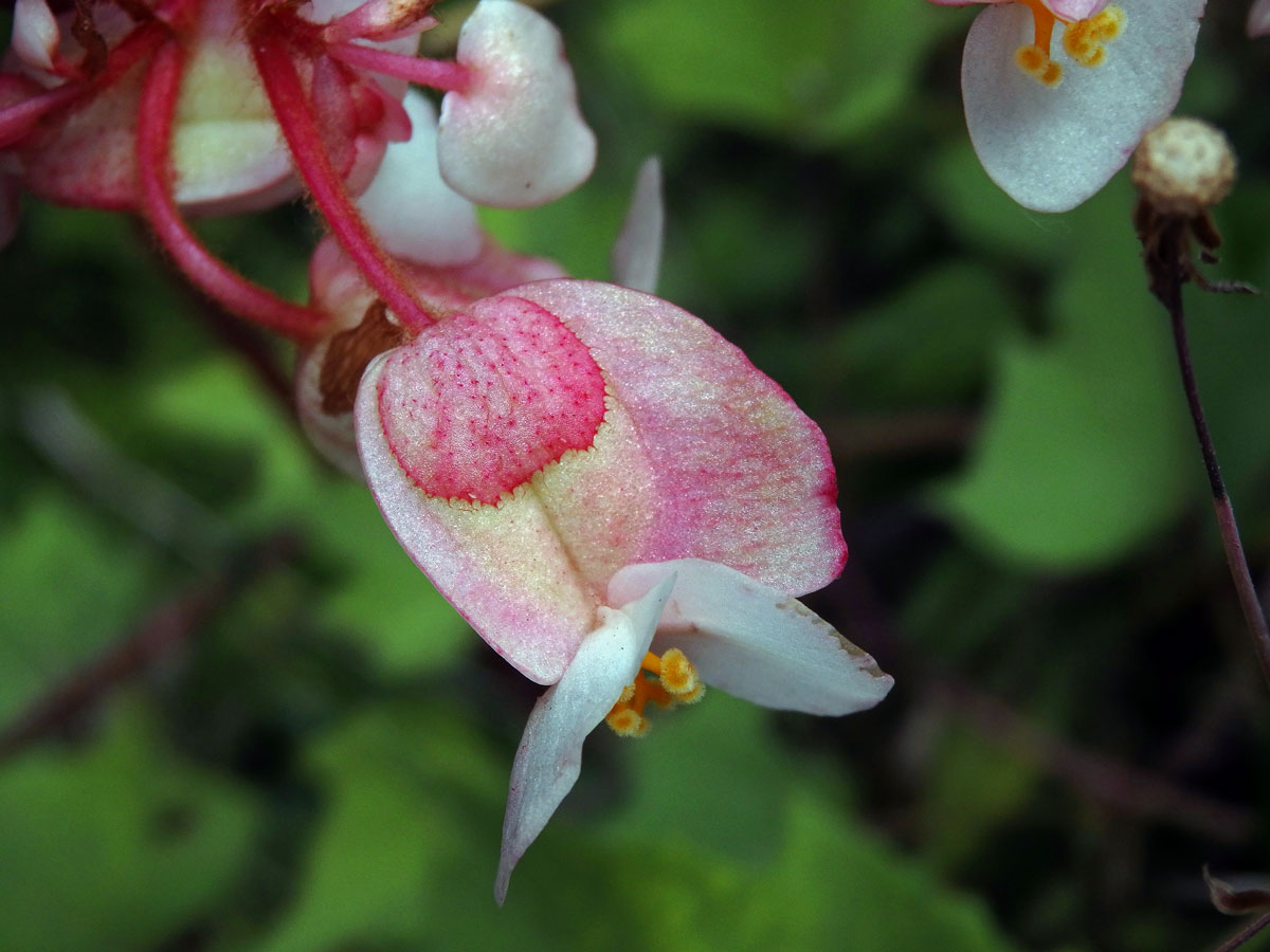 2_Kysalovité: Begónie (Begonia)