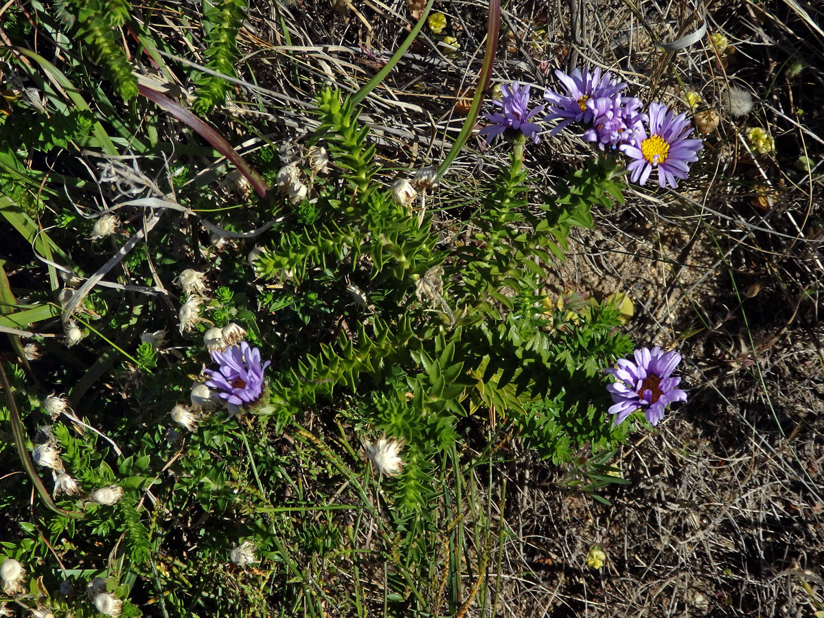 Felicia echinata (L.) Moench