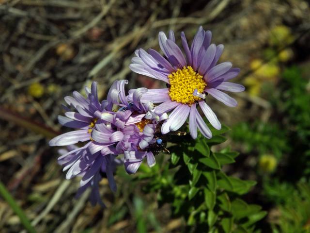 Felicia echinata (L.) Moench