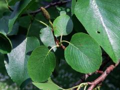 Olše srdčitá (Alnus cordata (Loisel.) Duby)