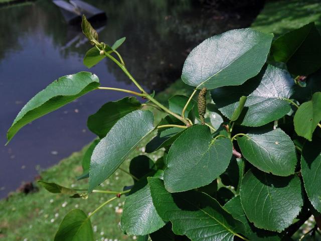 Olše srdčitá (Alnus cordata (Loisel.) Duby)