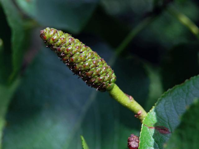 Olše srdčitá (Alnus cordata (Loisel.) Duby)