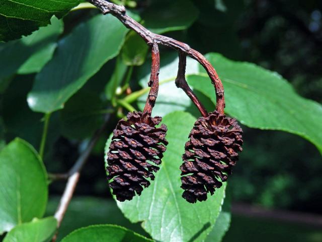 Olše srdčitá (Alnus cordata (Loisel.) Duby)