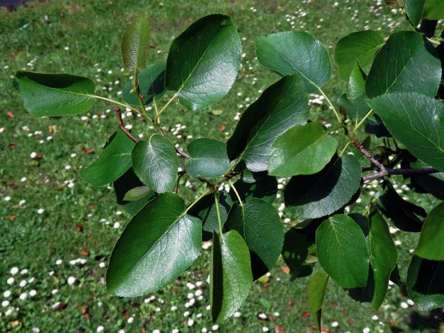 Olše srdčitá (Alnus cordata (Loisel.) Duby)