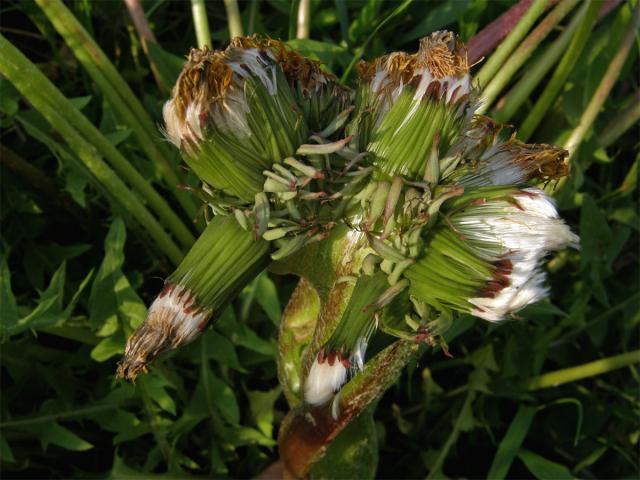 Smetánka lékařská (Teraxacum officinale L.) - fasciace stonku (7)