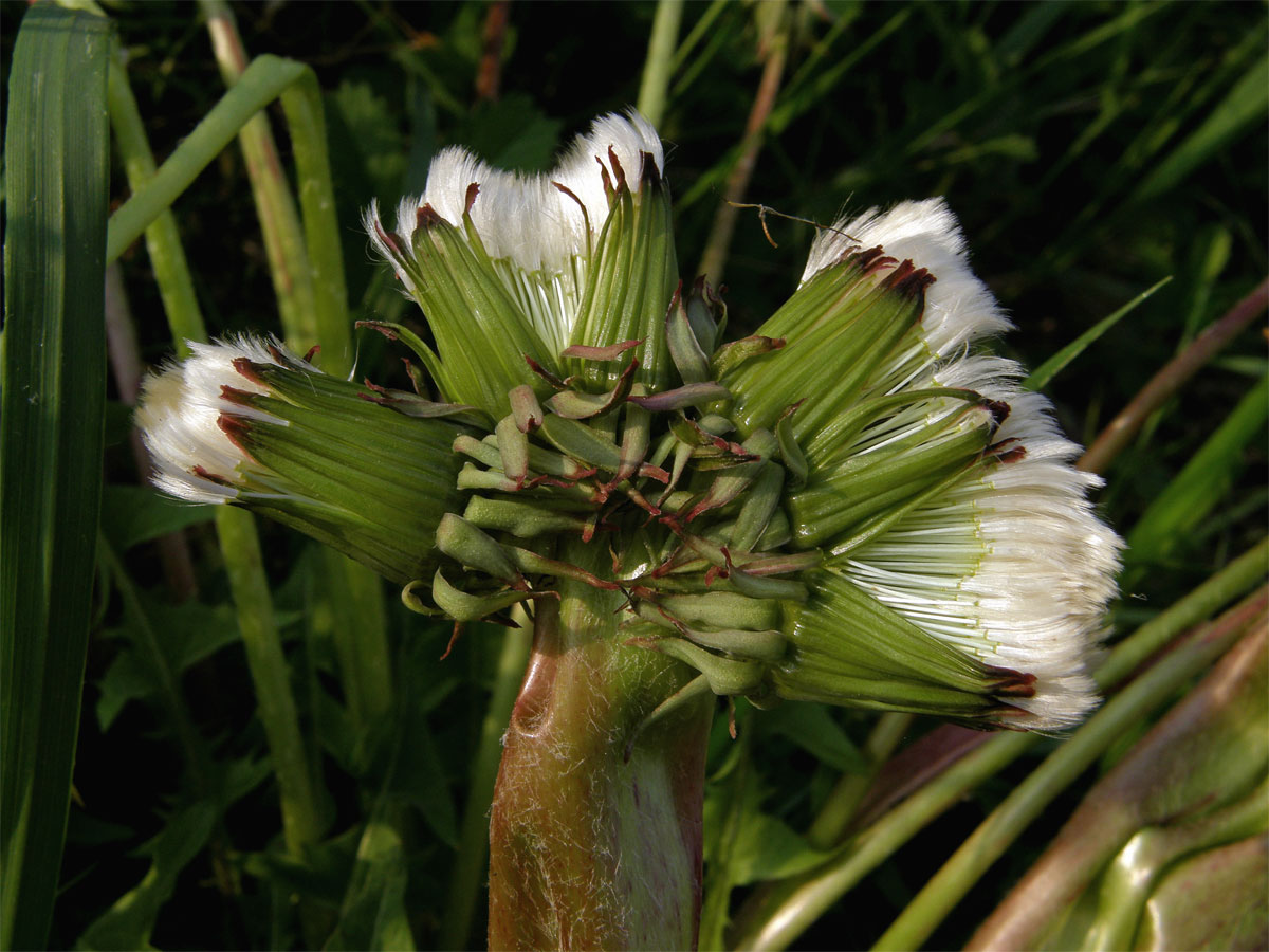 Smetánka lékařská (Teraxacum officinale L.) - fasciace stonku (8)