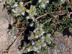 Stříbřenka (Paronychia macrosepala Boiss.)