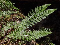 Sleziník (Asplenium fontanum (L.) Bernh.)