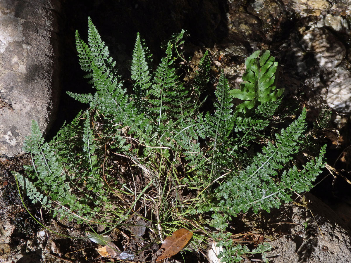 Sleziník (Asplenium fontanum (L.) Bernh.)