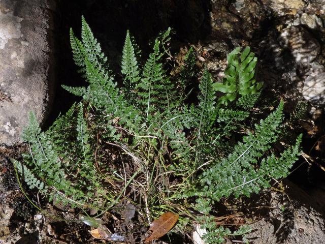 Sleziník (Asplenium fontanum (L.) Bernh.)