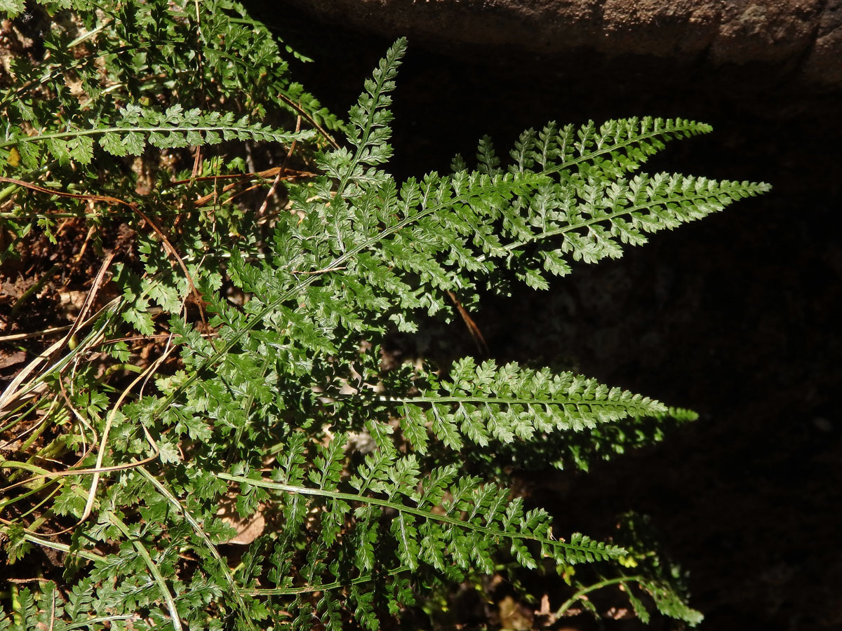 Sleziník (Asplenium fontanum (L.) Bernh.)