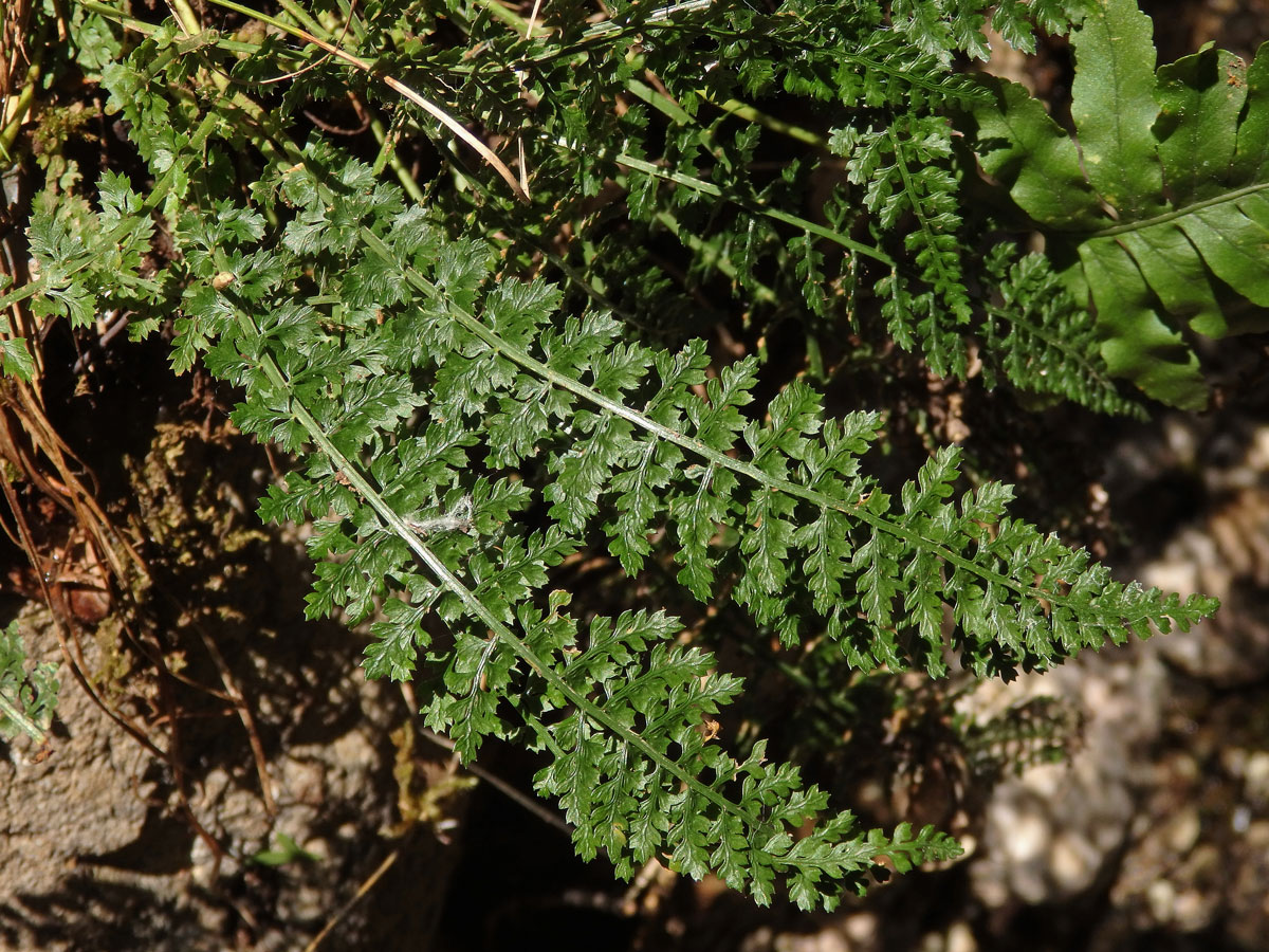 Sleziník (Asplenium fontanum (L.) Bernh.)