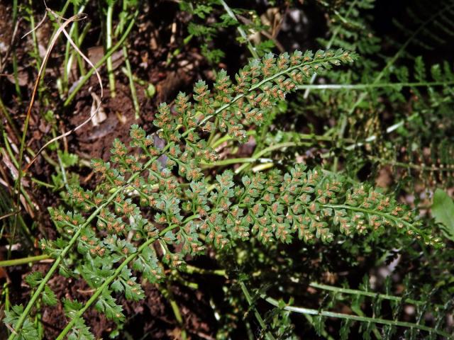 Sleziník (Asplenium fontanum (L.) Bernh.)