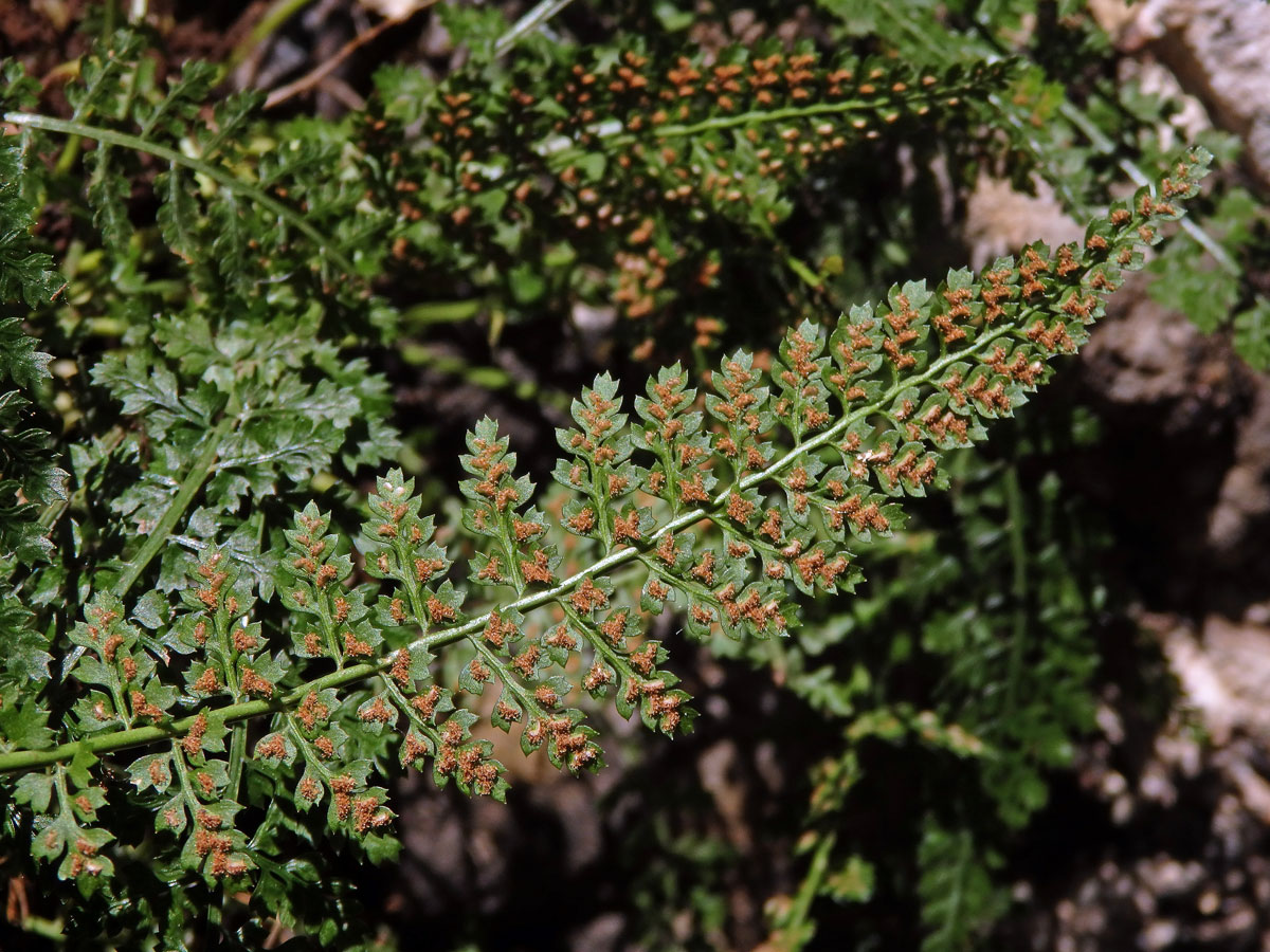 Sleziník (Asplenium fontanum (L.) Bernh.)