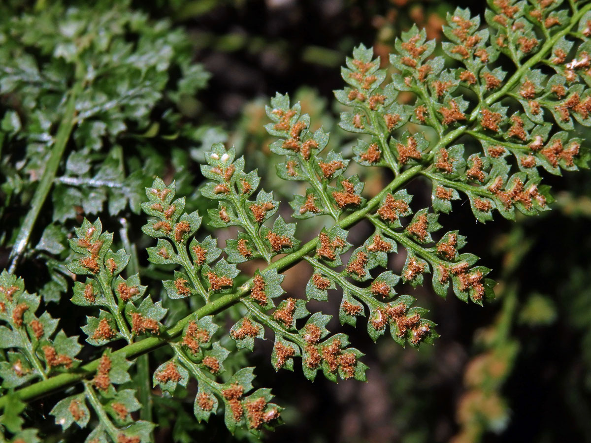 Sleziník (Asplenium fontanum (L.) Bernh.)