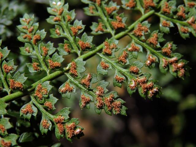 Sleziník (Asplenium fontanum (L.) Bernh.)