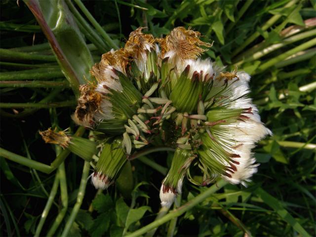 Smetánka lékařská (Teraxacum officinale L.) - fasciace stonku (9)