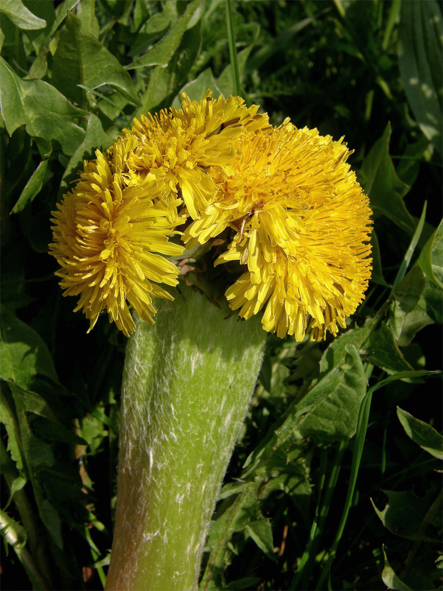 Smetánka lékařská (Teraxacum officinale L.) - fasciace stonku (4a)