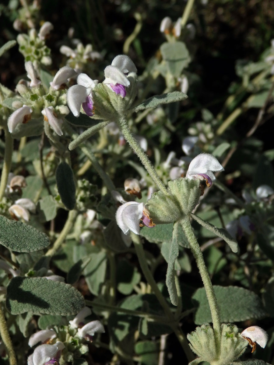 Sápa italská (Phlomis italica L.)