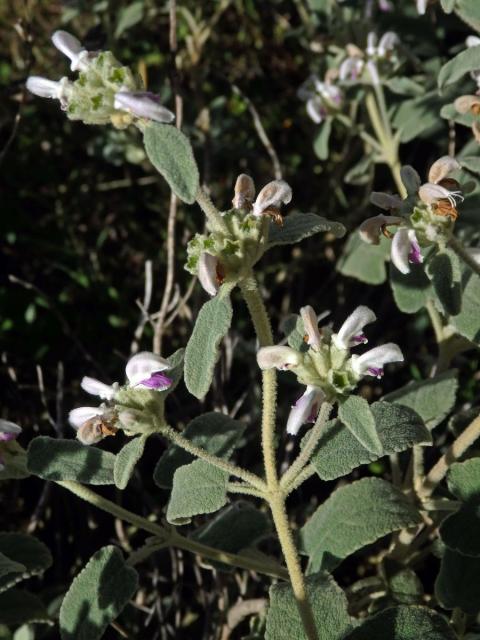 Sápa italská (Phlomis italica L.)