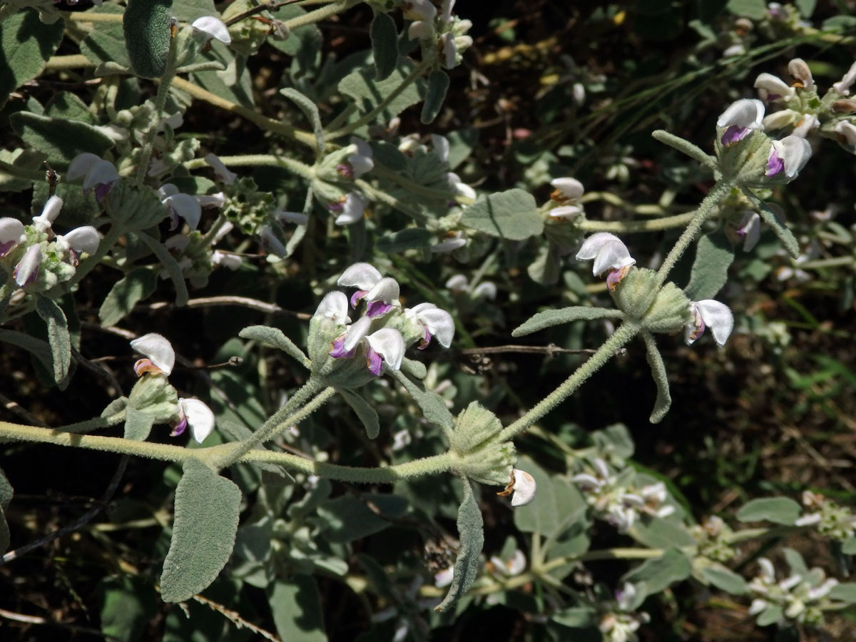 Sápa italská (Phlomis italica L.)