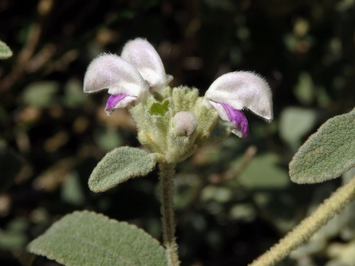 Sápa italská (Phlomis italica L.)