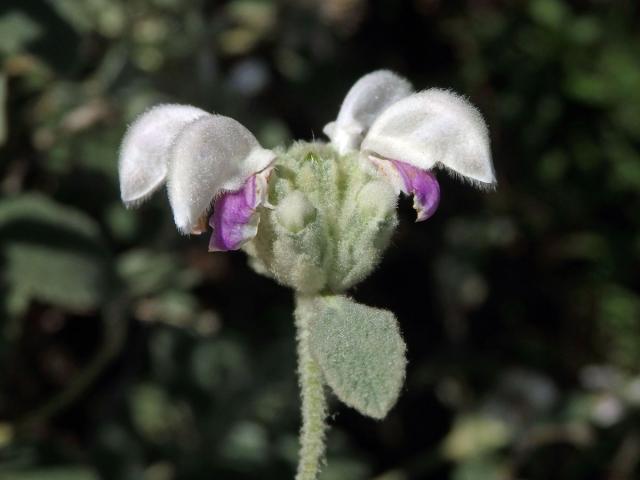 Sápa italská (Phlomis italica L.)