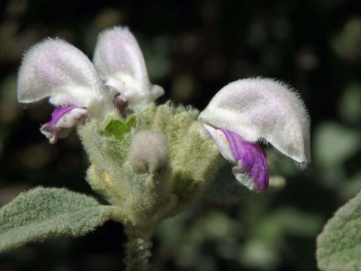 Sápa italská (Phlomis italica L.)