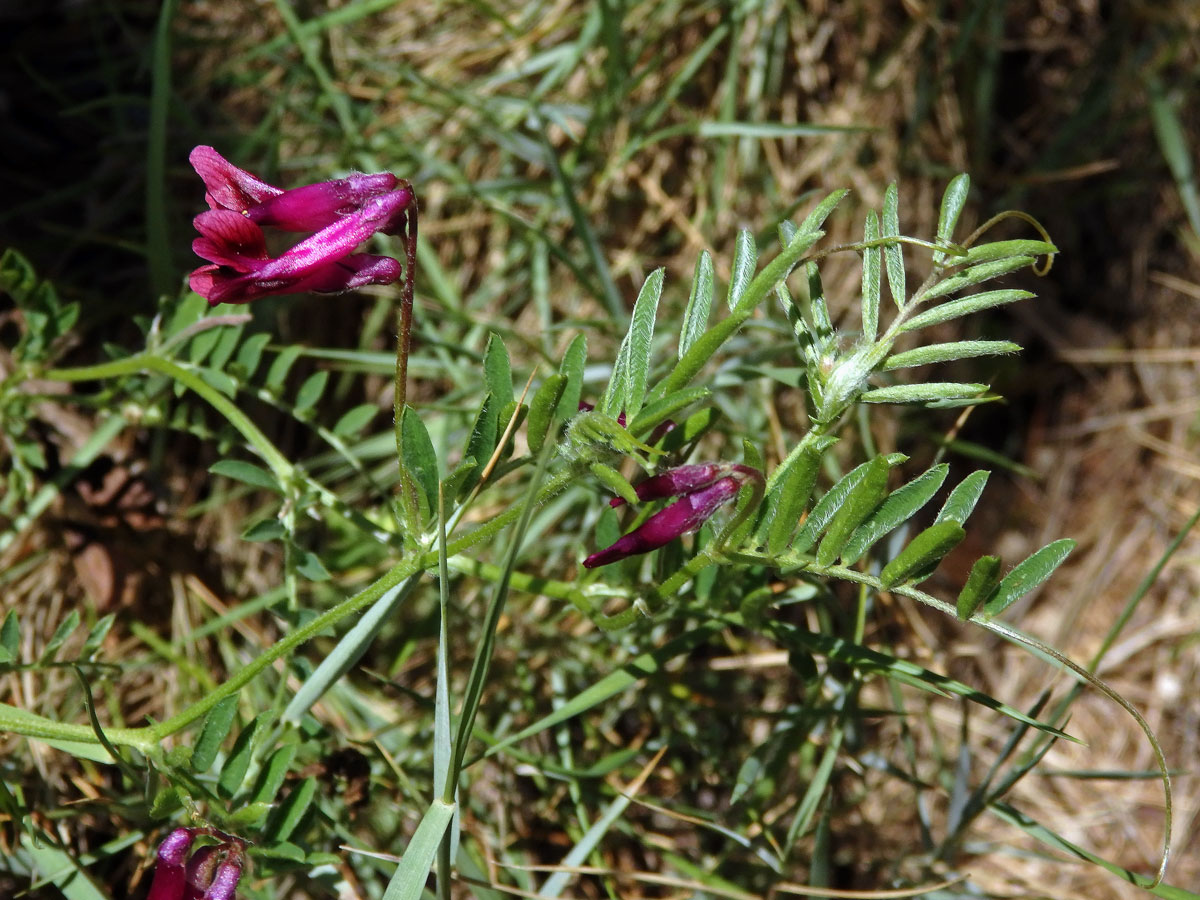 Vikev (Vicia benghalensis L.)