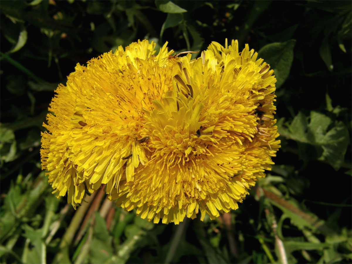 Smetánka lékařská (Teraxacum officinale L.) - fasciace stonku (4c)