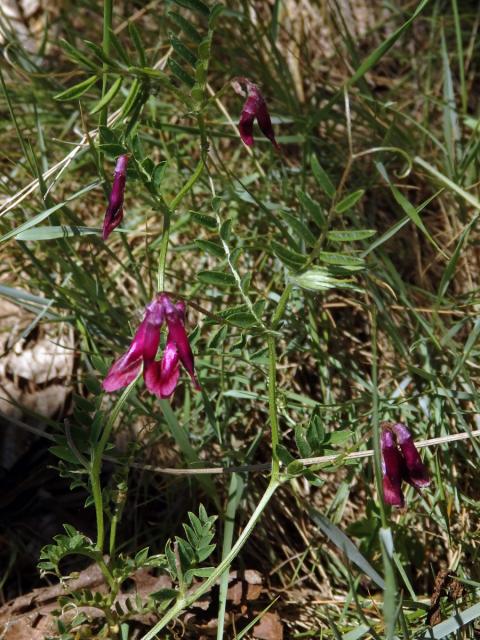 Vikev (Vicia benghalensis L.)