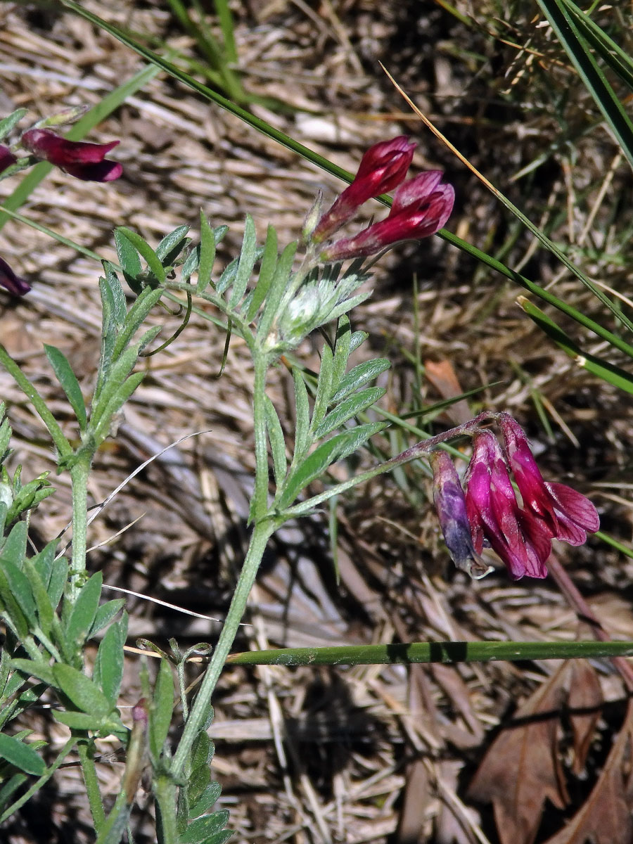 Vikev (Vicia benghalensis L.)