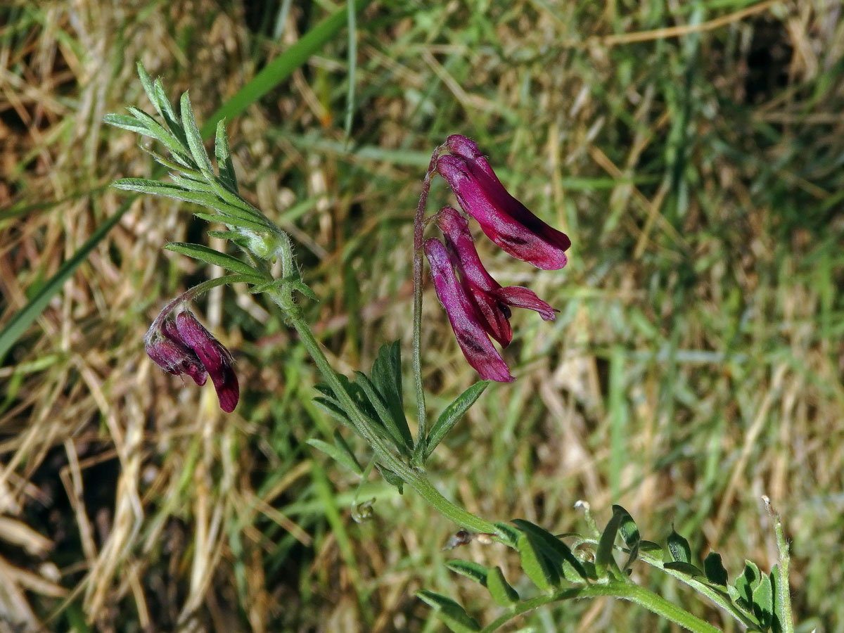 Vikev (Vicia benghalensis L.)