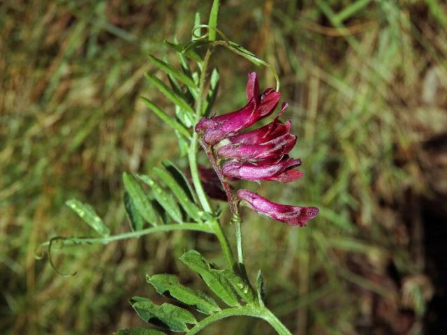 Vikev (Vicia benghalensis L.)