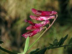 Vikev (Vicia benghalensis L.)