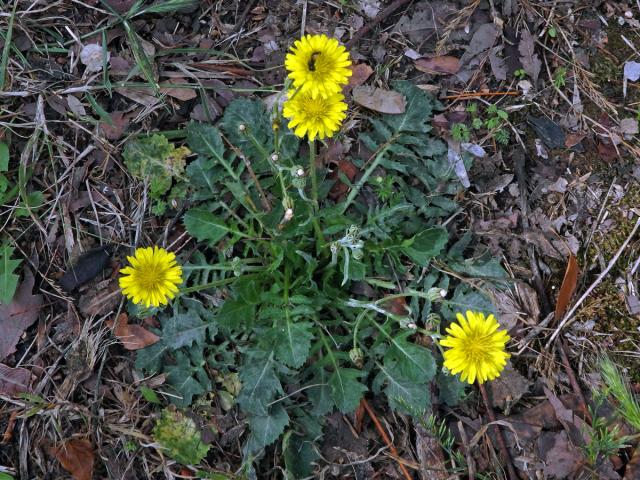 Škarda (Crepis bursifolia L.)