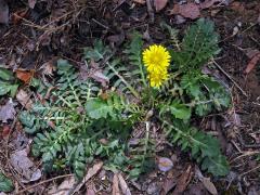 Škarda (Crepis bursifolia L.)