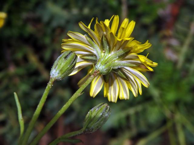 Škarda (Crepis bursifolia L.)