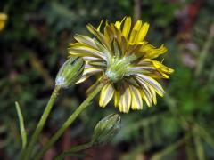 Škarda (Crepis bursifolia L.)