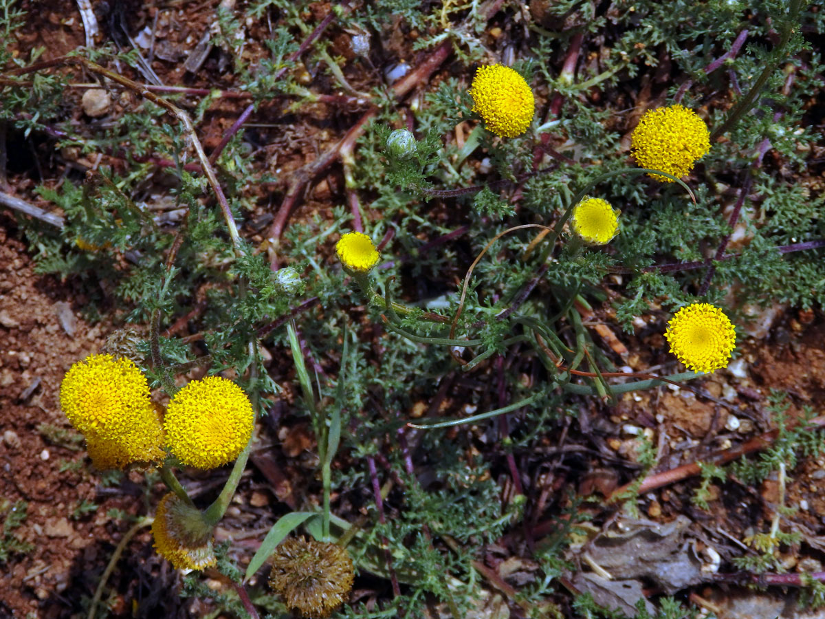 Mechovec (Cotula anthemoides L.)